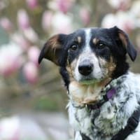 Wer schenk Nenda ein zu Hause..., Hündin zur Adoption