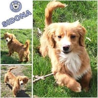 SIDONA -Rundum tolles Hundekind-, Hündin zur Adoption