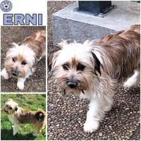 ERNI -verschmuster Familienhund-, Hund zur Adoption