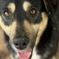 Pieter Parker - der Lustige 🐾, Hund zur Adoption