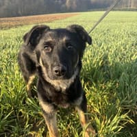 Kleiner Kämpfer Sir Henry, Hund zur Adoption