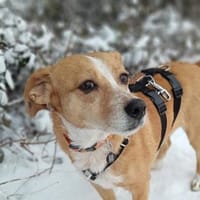 SURI, Hündin zur Adoption