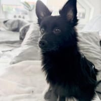 Rohdiamant Thor ist eine Überraschung, Hund zur Adoption