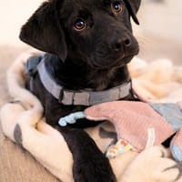 zarte Jinny 🥰, Hündin zur Adoption