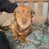 Gabo wünscht sich ein schönes Hundeleben, Hund zur Adoption