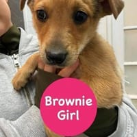 Kleine Brownie sucht liebevolles Zuhause, Hündin zur Adoption