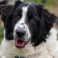 Lino möchte willkommen sein, Hund zur Adoption