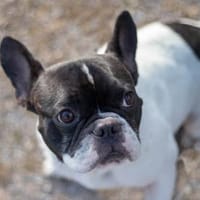 Poldi sucht aktive Menschen, Hund zur Adoption