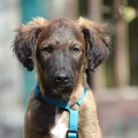 Smile möchte sein Leben genießen, Hund zur Adoption