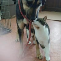 Leika wartet auf ihre große Chance!, Hündin zur Adoption