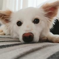 Katniss - wartet in 89257 Illertissen, Hündin zur Adoption