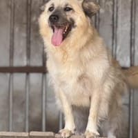 Marou ist unsere liebe Knutschkugel 🐾, Hündin zur Adoption