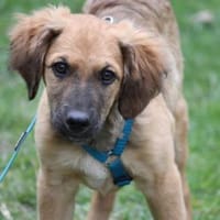 Kay sucht Familienanschluss, Hund zur Adoption