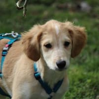 Miele sucht seine Familie, Hund zur Adoption