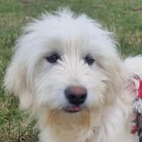 Enges Familienumfeld für Birillo gesucht, Hund zur Adoption