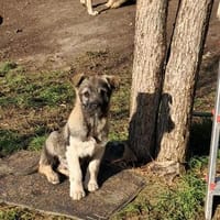 Pavel, kleiner Hundemann auf Suche, Hund zur Adoption