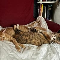 Sissy & Max Hundefreunde, Kater zur Adoption