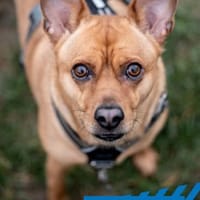 Buffy - coole Maus, Hündin zur Adoption