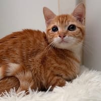 Enola CAB5338, chatte à adopter