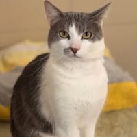 Popeye CAB5368, chat à adopter