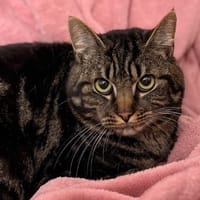 Marshmallow CAB5358, chat à adopter