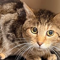 Woody CAB5384, chat à adopter