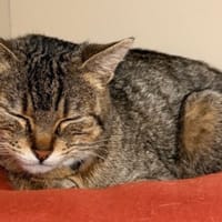 Charlotte CAB5369, chatte à adopter