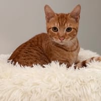 Rox CAB5334, chat à adopter