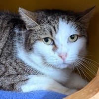 Barthelemia CAB5381, chatte à adopter