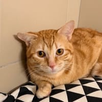 Pumkin CAB5362, chat à adopter