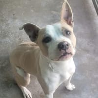 Joy, chienne à adopter