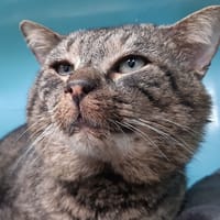 Groog, chat à adopter