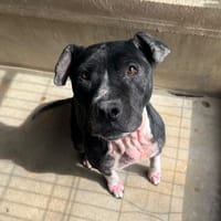 Shaina, chienne à adopter