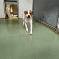 ANDY, chien à adopter