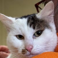 Hestya, chatte à adopter