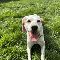 TESS, chienne à adopter