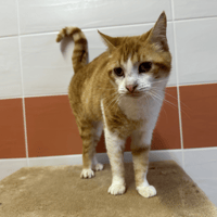 QUINTESSA, chatte à adopter