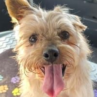 REBELLE, chienne à adopter