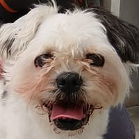 Jappy, chienne à adopter