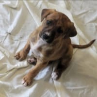 BOUCHON, chien à adopter