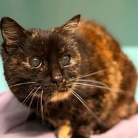 Maya CAB5359, chatte à adopter