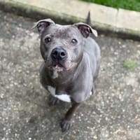 LEXY VAA, chienne à adopter