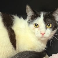 June CAB5213, chatte à adopter