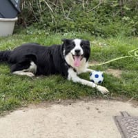 KONG VAA, chien à adopter