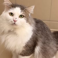 Mozart CAB5231, chat à adopter