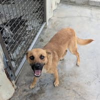 ROSEAU, chien à adopter