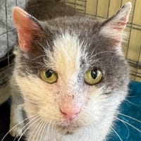 Rocky, chat à adopter