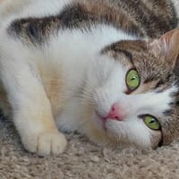 AWAI, chatte à adopter