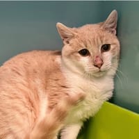 Popcorn, chat à adopter