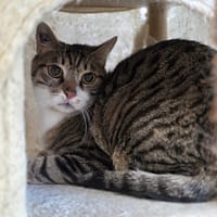 Yuki, chat à adopter